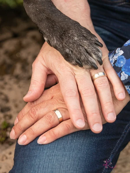 A bride's hand on top of the groom's hand showing off their wedding rings. Their dog's paw is resting over the bride's hand. 